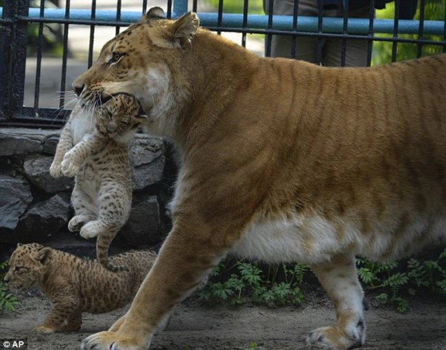 Самая уникальная кошка в мире