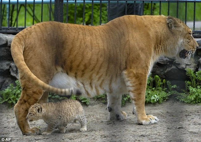 Самая уникальная кошка в мире
