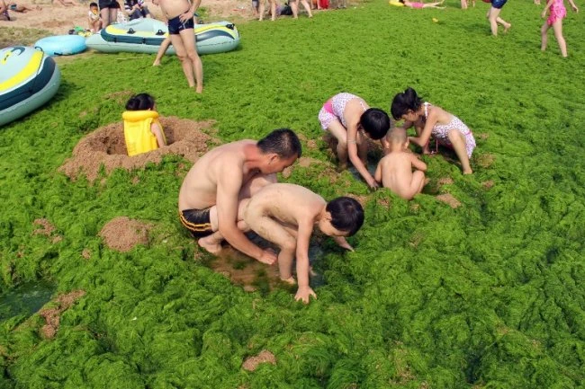 Зеленые водоросли атаковали китайские пляжи