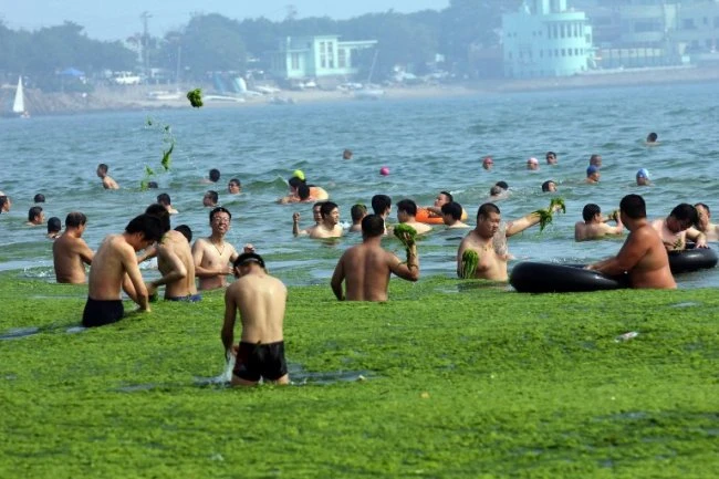 Зеленые водоросли атаковали китайские пляжи
