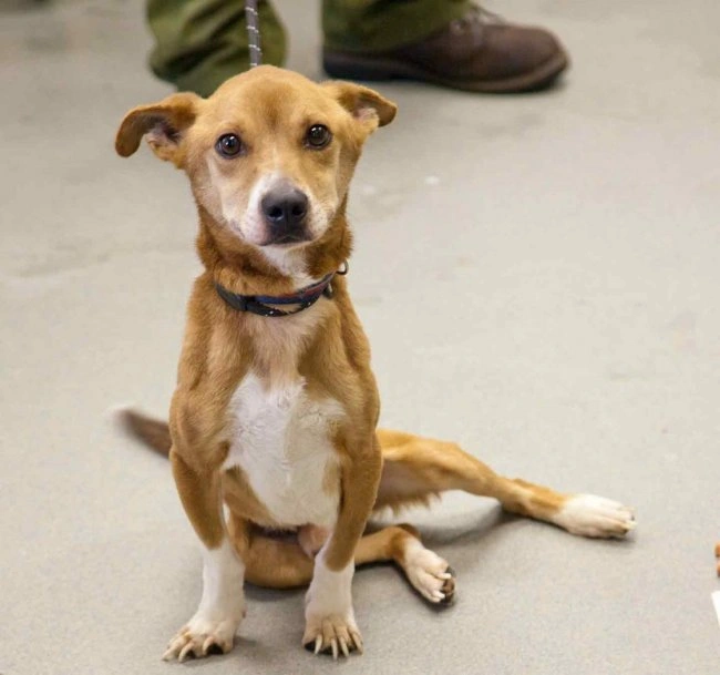 История одного спасенного пса