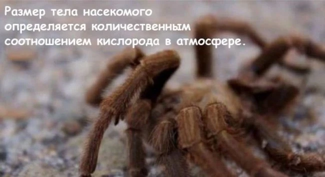 Что случится на Земле, если кислород пропадет на 5 секунд