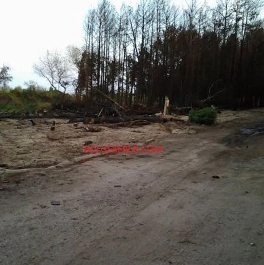 В Азербайджане продолжают вырубать деревья