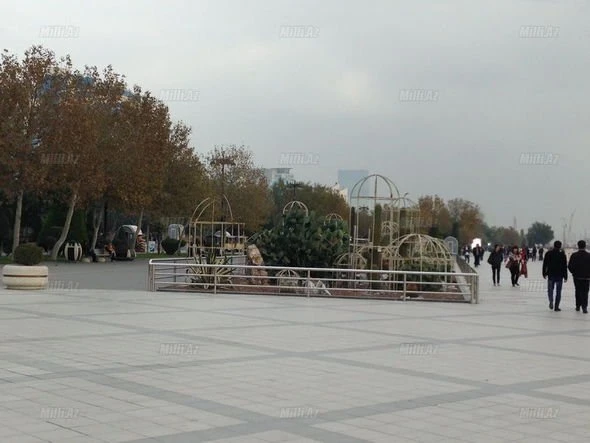 Кактусы на бакинском бульваре покроют специальной защитной оберткой