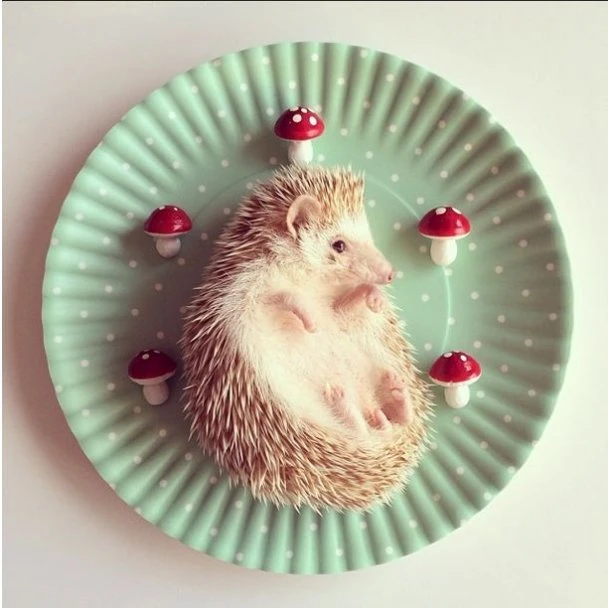 Самый милый ёжик из Instagram