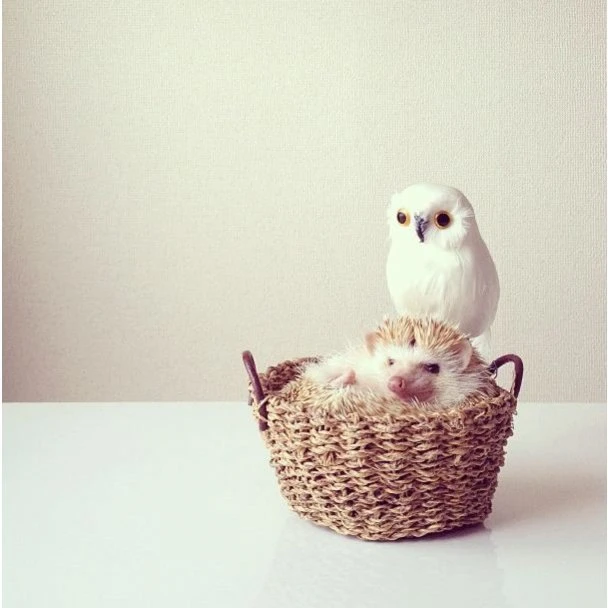 Самый милый ёжик из Instagram