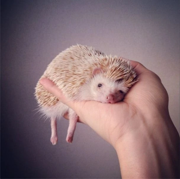 Самый милый ёжик из Instagram