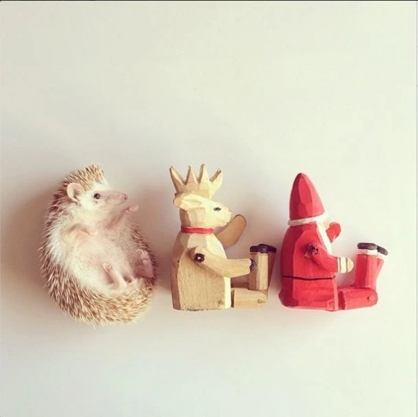 Самый милый ёжик из Instagram