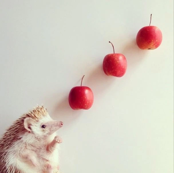 Самый милый ёжик из Instagram