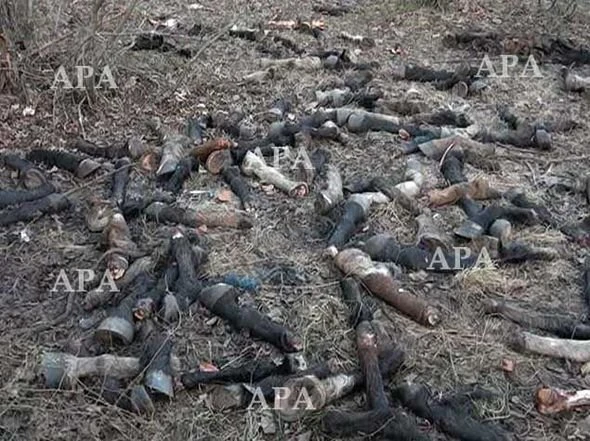 В Хачмазском районе обнаружено большое количество трупов животных