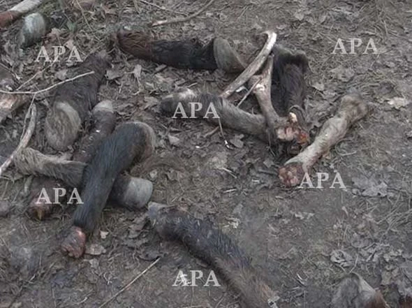 В Хачмазском районе обнаружено большое количество трупов животных