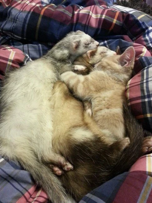Дружба котенка и хорьков