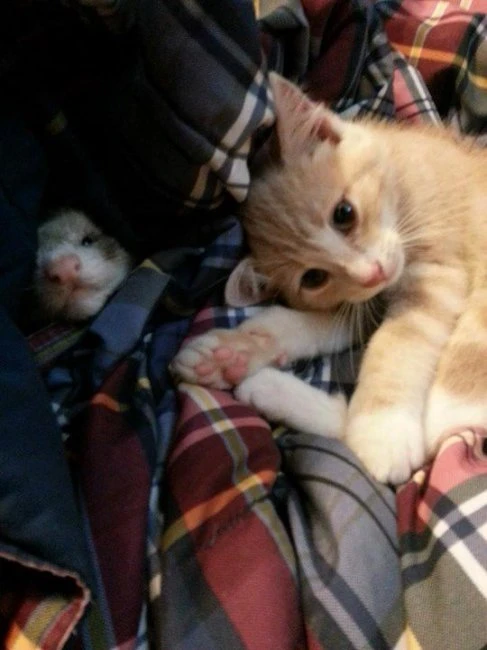 Дружба котенка и хорьков