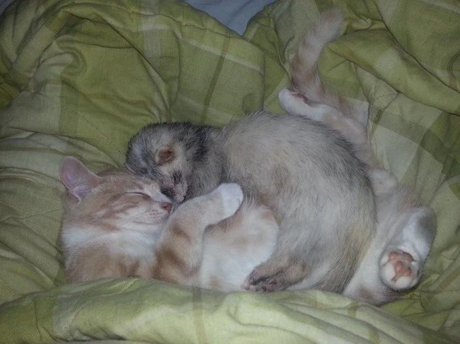 Дружба котенка и хорьков