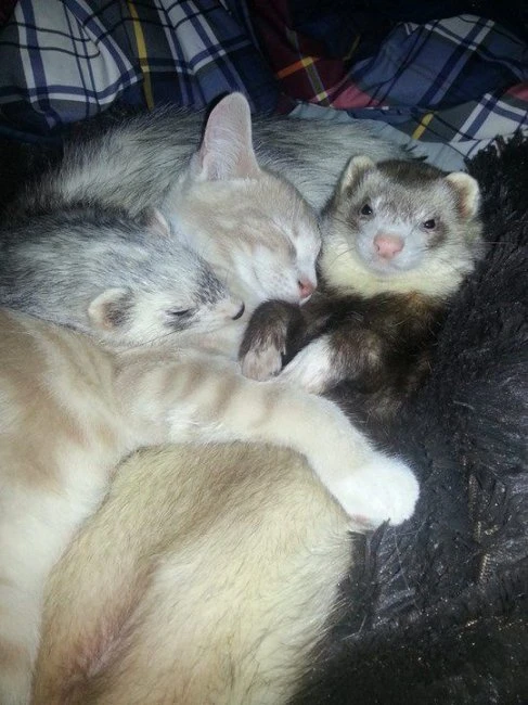 Дружба котенка и хорьков