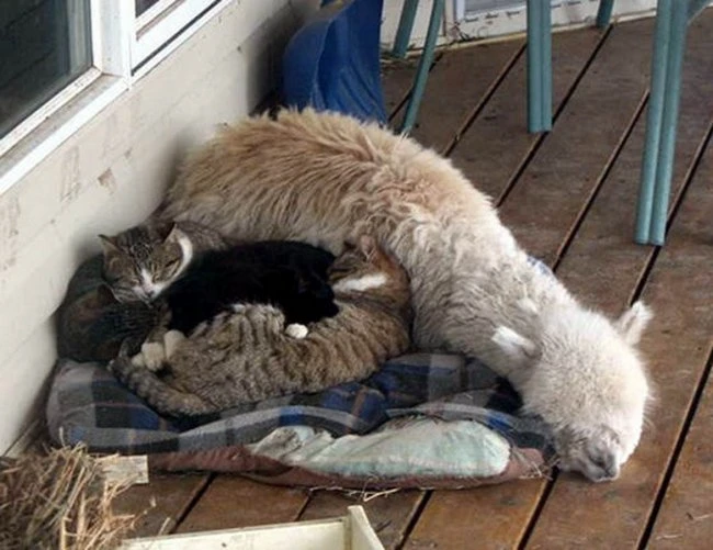 Кот влюбился в ламу