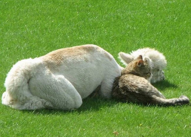 Кот влюбился в ламу
