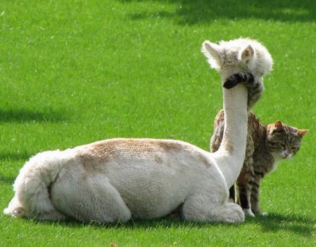 Кот влюбился в ламу