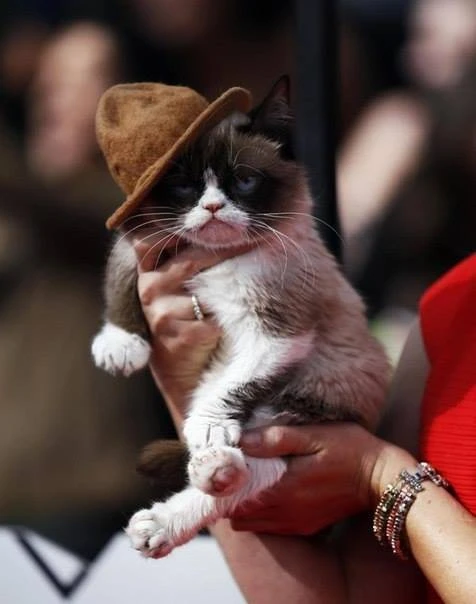 Сердитая кошка Grumpy Cat побывала на MTV Movie Awards