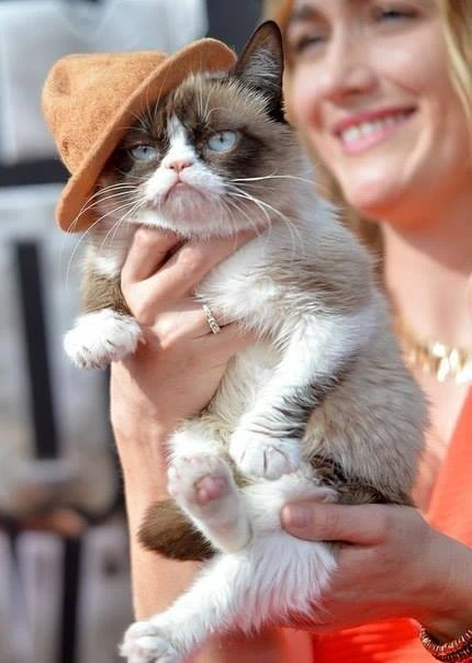 Сердитая кошка Grumpy Cat побывала на MTV Movie Awards