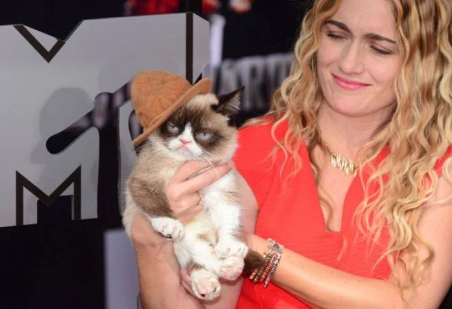 Сердитая кошка Grumpy Cat побывала на MTV Movie Awards