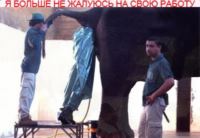 Я больше никогда не буду жаловаться на свою работу!