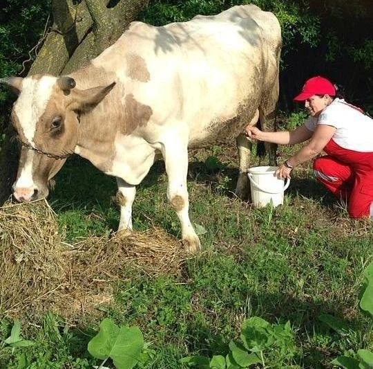 Эльза Сеидджахан подоила корову