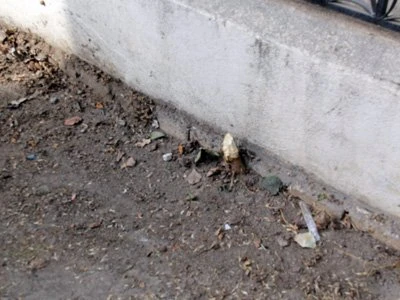 В Баку проведена акция посадки деревьев