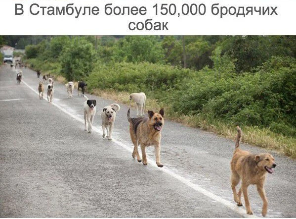 Интересный автомат в Турции