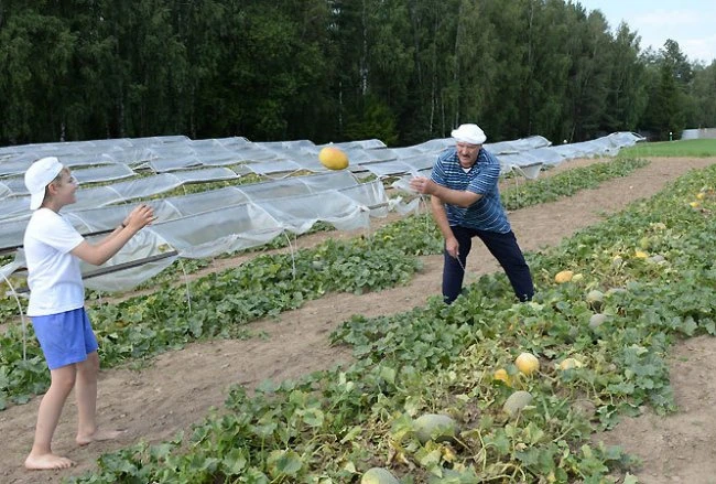 Лукашенко собрал урожай арбузов
