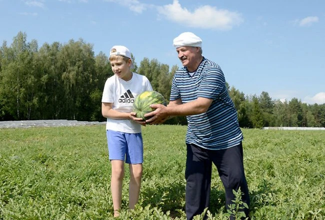 Лукашенко собрал урожай арбузов