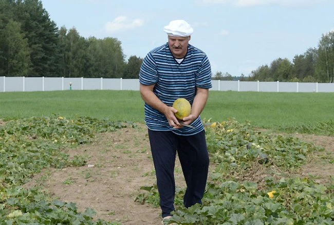 Лукашенко собрал урожай арбузов