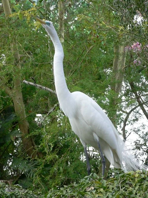 В бакинском зоопарке неожиданно появилась белая цаплля