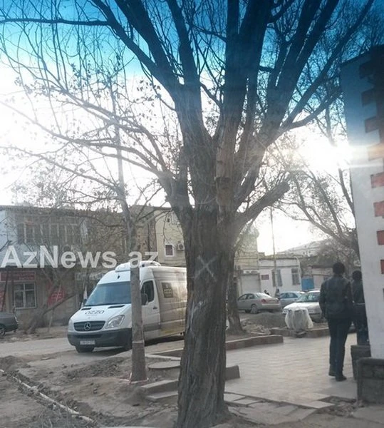 В центре Баку вновь вырубают деревья