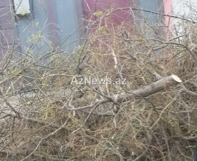 В центре Баку вновь вырубают деревья