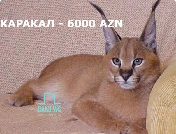 В Баку продают кошку за 9500 манатов