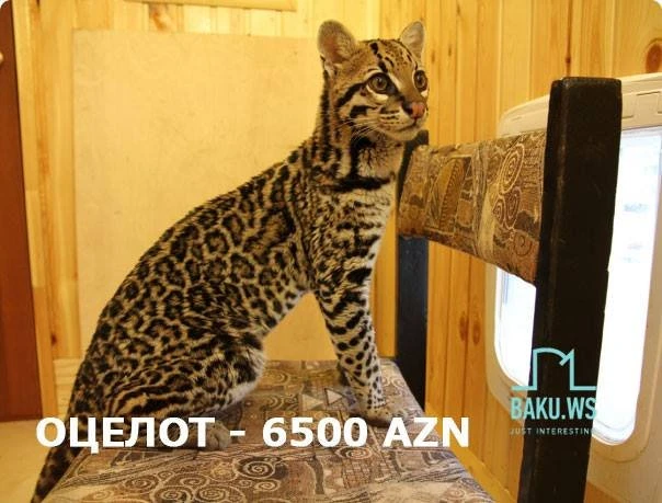 В Баку продают кошку за 9500 манатов