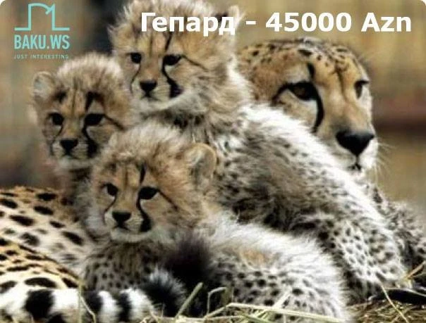 В Баку продают кошку за 9500 манатов