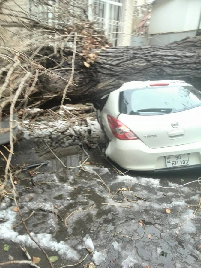 В Баку дерево рухнуло на автомобили
