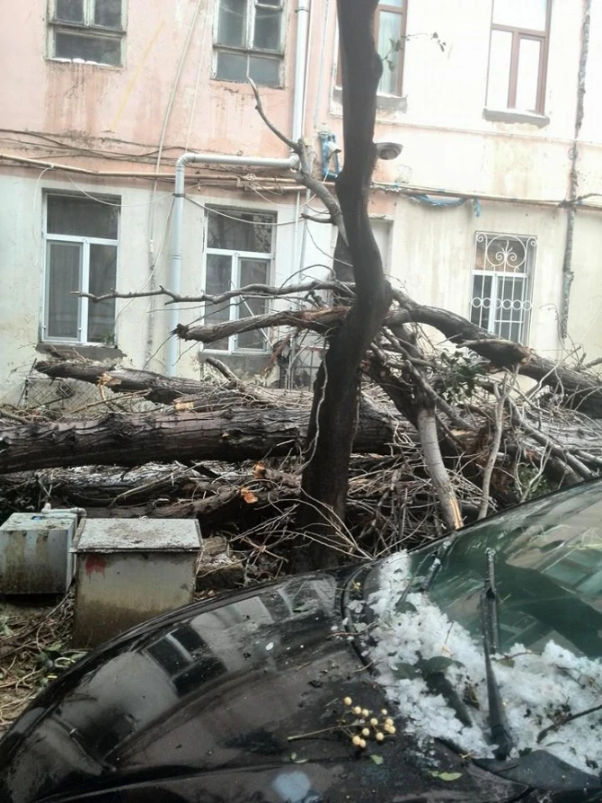 В Баку дерево рухнуло на автомобили