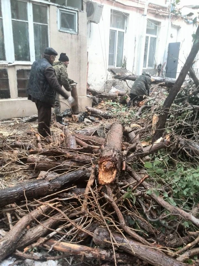 В Баку дерево рухнуло на автомобили