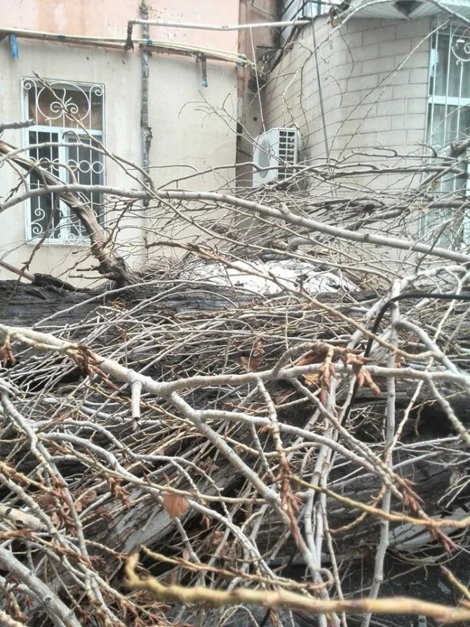 В Баку дерево рухнуло на автомобили