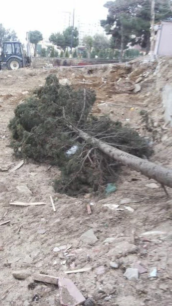В Баку продолжают вырубать деревья