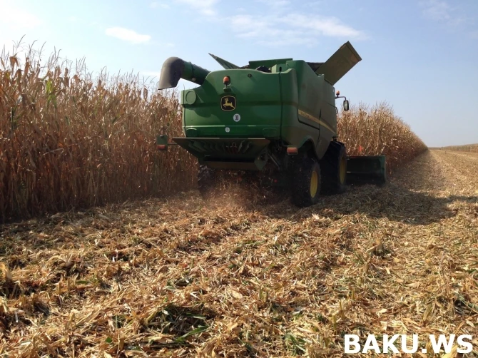 Чем Səba кормит своих кур?! ФОТО