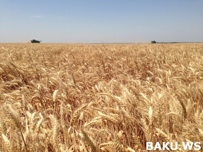 Чем Səba кормит своих кур?! ФОТО