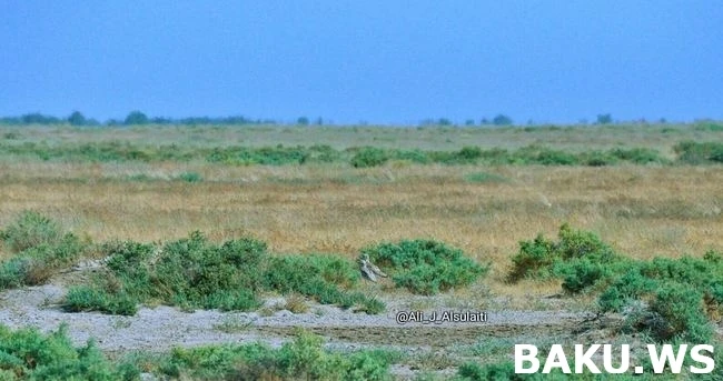 Министерство начало проверку по факту незаконной охоты арабских шейхов (ФОТО)