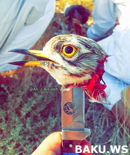 Министерство начало проверку по факту незаконной охоты арабских шейхов (ФОТО)