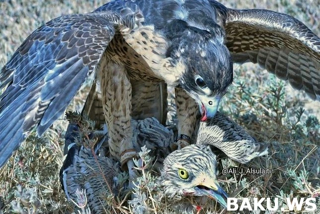 Министерство начало проверку по факту незаконной охоты арабских шейхов (ФОТО)