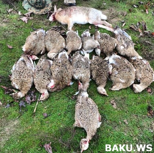 Охотничьи приключения арабских шейхов в Азербайджане продолжаются (видео)