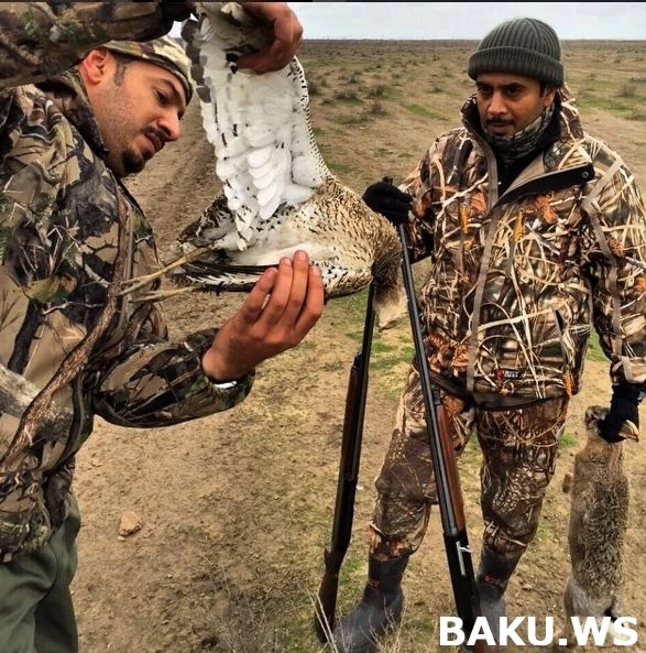 Охотничьи приключения арабских шейхов в Азербайджане продолжаются (видео)